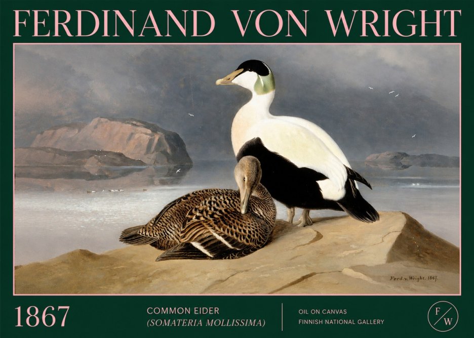 Ferdinand von Wright Common Eider (Somateria Mollissima) No2 - Juliste