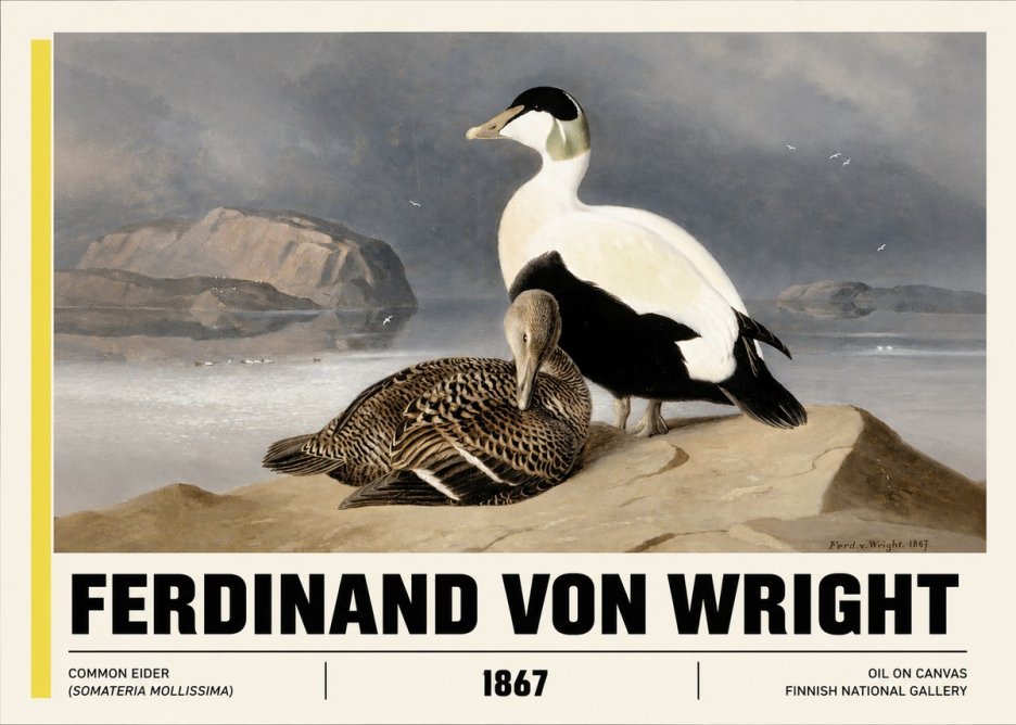 Ferdinand von Wright Common Eider (Somateria Mollissima) No3 - Juliste