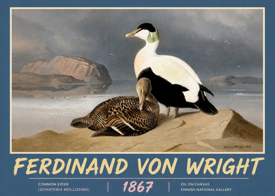 Ferdinand von Wright Common Eider (Somateria Mollissima) No5 - Juliste