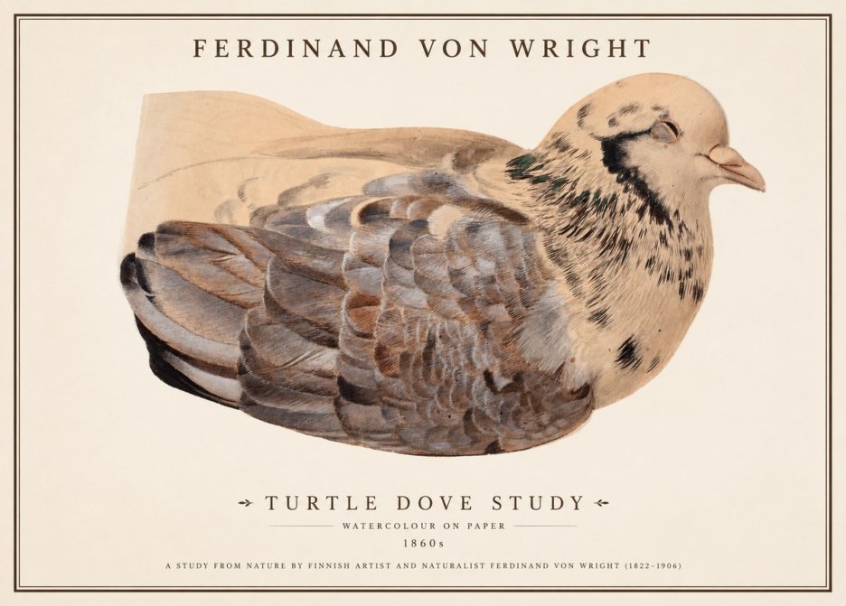 Ferdinand von Wright Turtle Dove Study No1 - Juliste