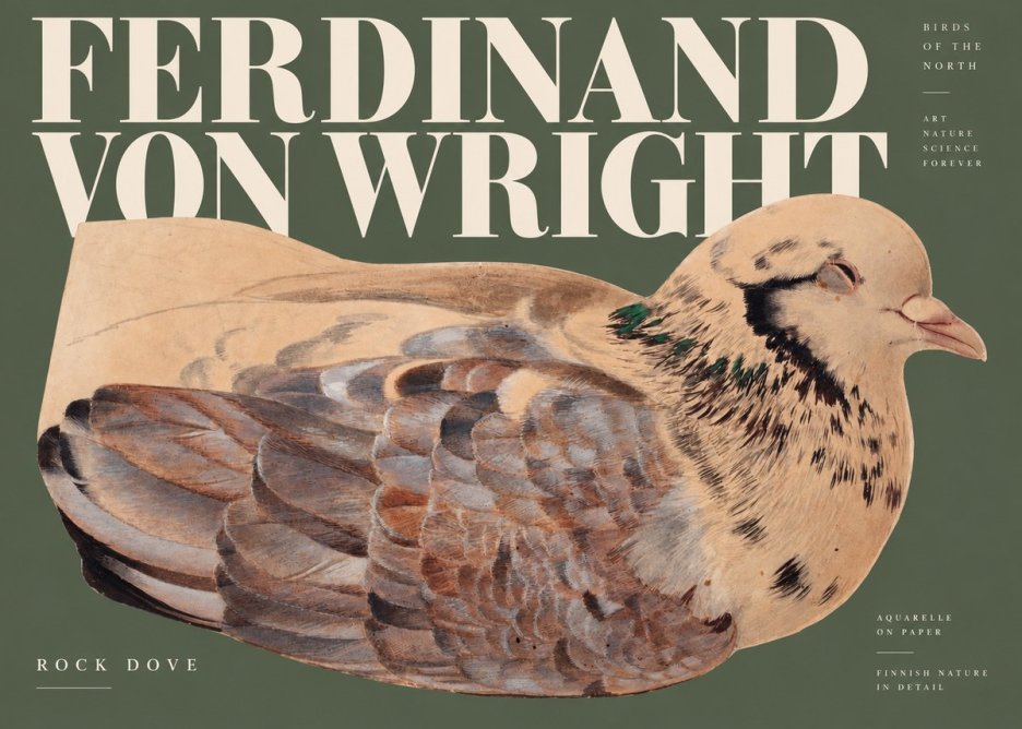Ferdinand von Wright Turtle Dove Study No3 - Juliste