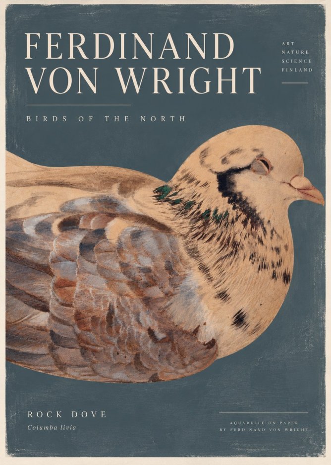 Ferdinand von Wright Turtle Dove Study No5 - Juliste
