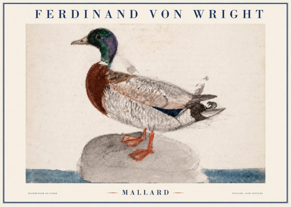 Ferdinand von Wright Mallard No1 - Juliste