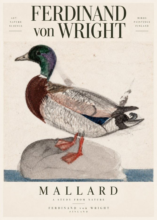 Ferdinand von Wright Mallard No3 - Juliste