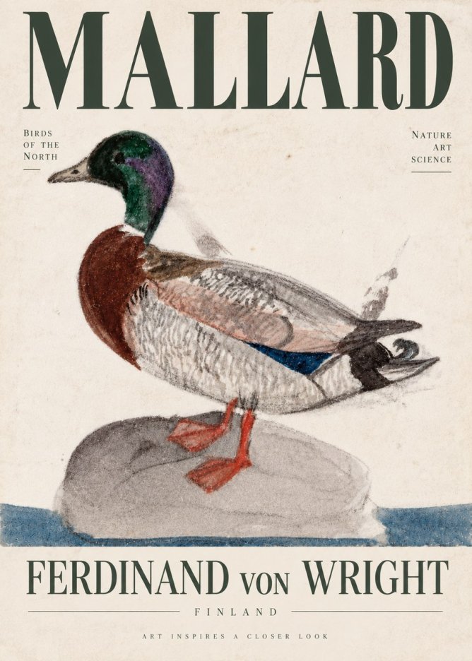Ferdinand von Wright Mallard No4 - Juliste