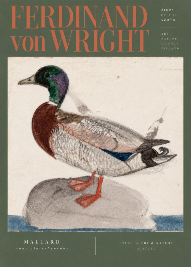 Ferdinand von Wright Mallard No5 - Juliste