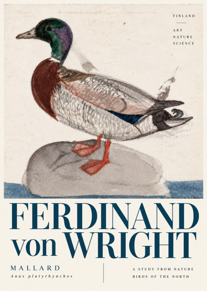 Ferdinand von Wright Mallard No6 - Juliste