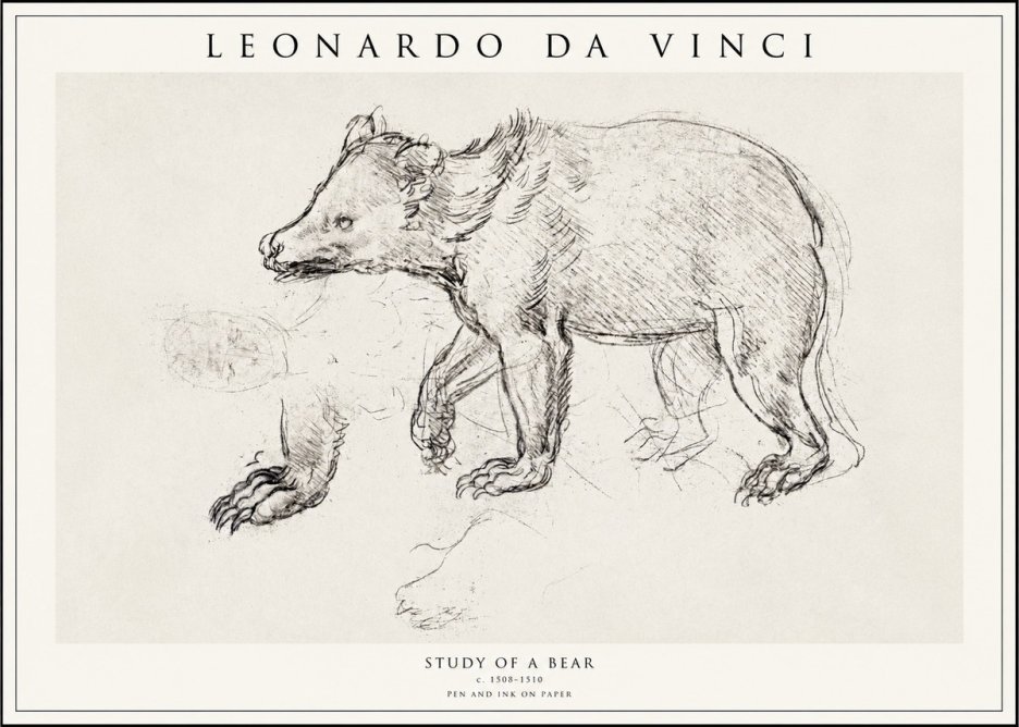 Leonardo da Vinci Study of a Bear No1 - Juliste