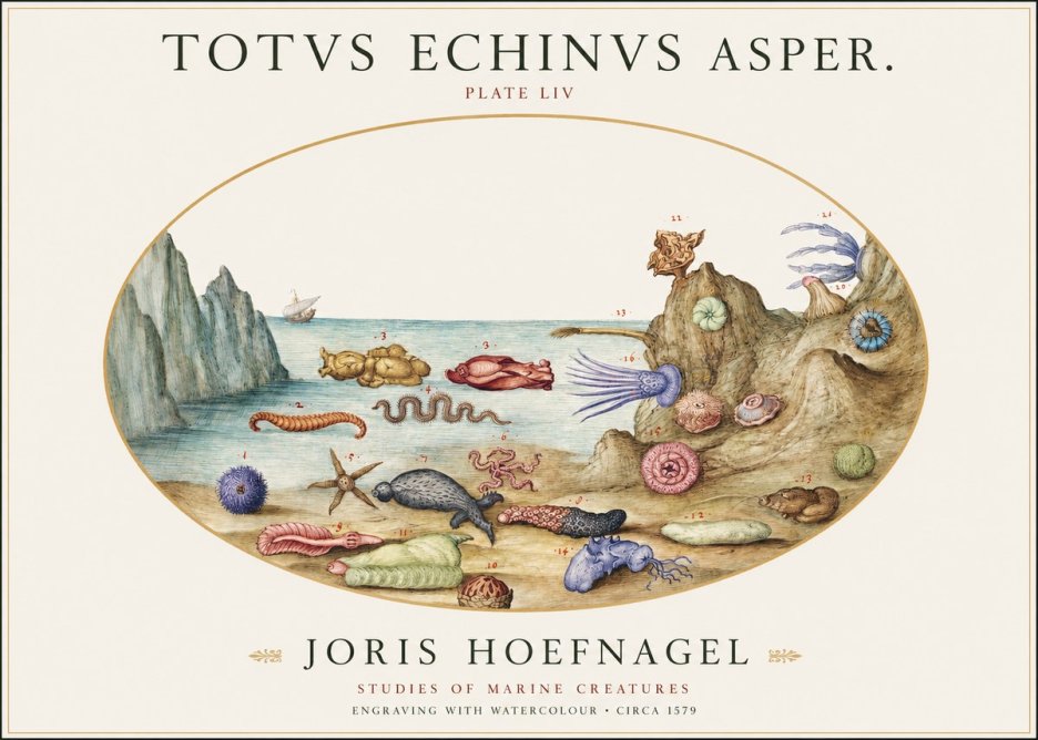 Joris Hoefnagel Totvs Echinvs Asper. Plate Liv No1 - Juliste