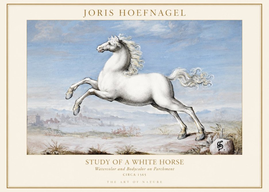 Joris Hoefnagel Study of a White Horse No1 - Juliste
