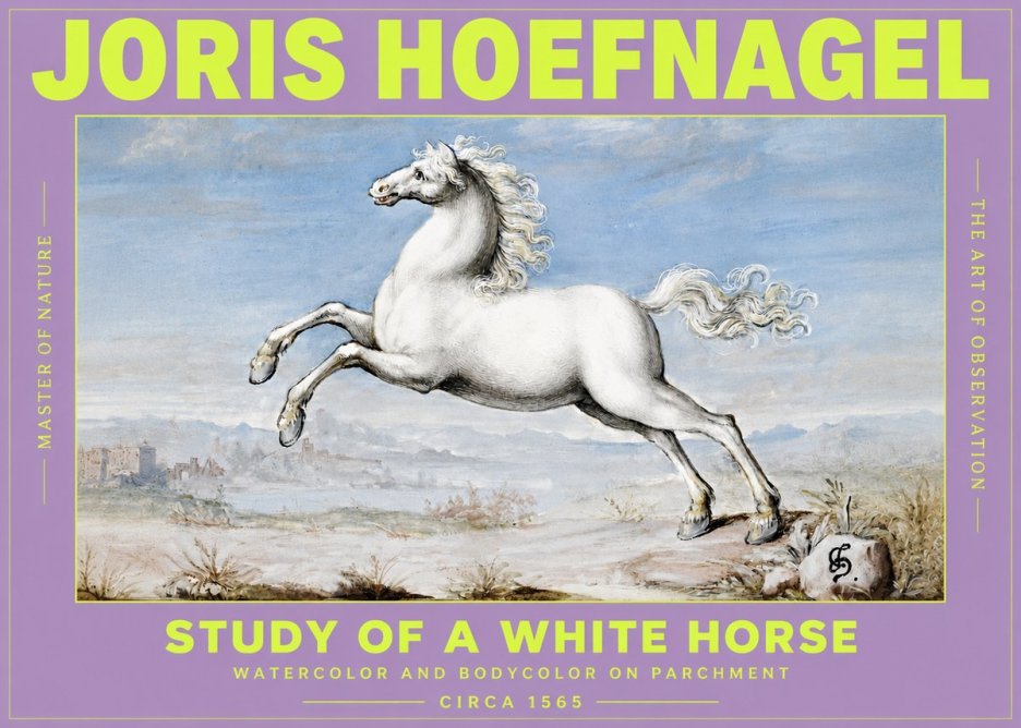 Joris Hoefnagel Study of a White Horse No3 - Juliste