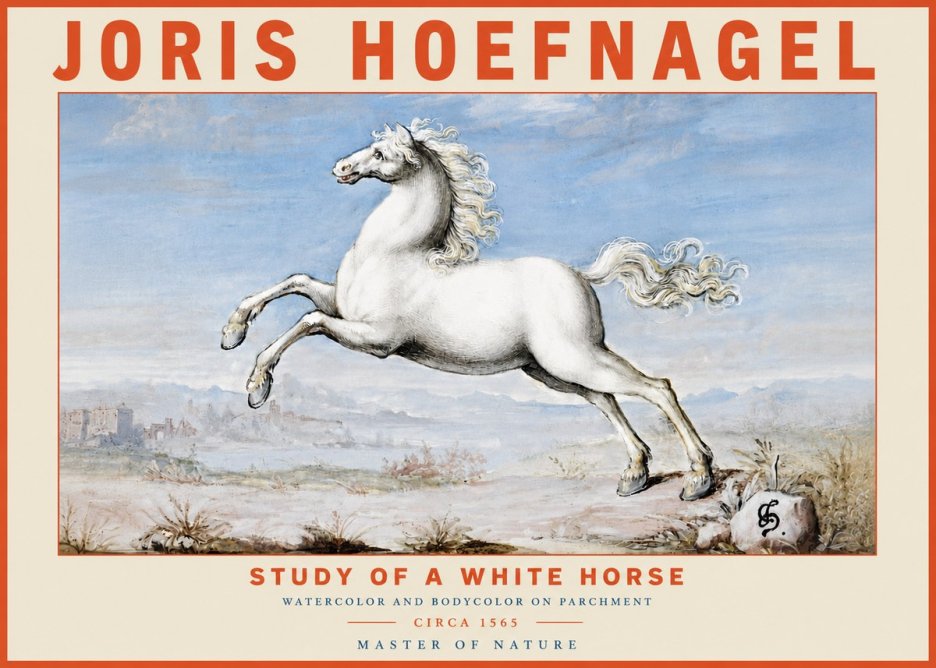 Joris Hoefnagel Study of a White Horse No4 - Juliste