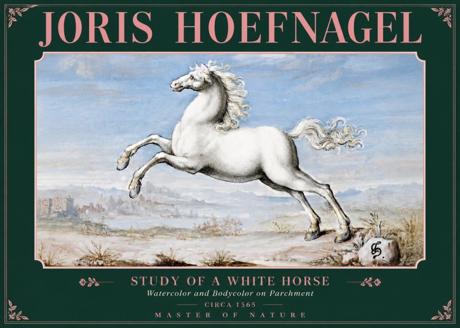 Joris Hoefnagel Study of a White Horse No5 - Juliste