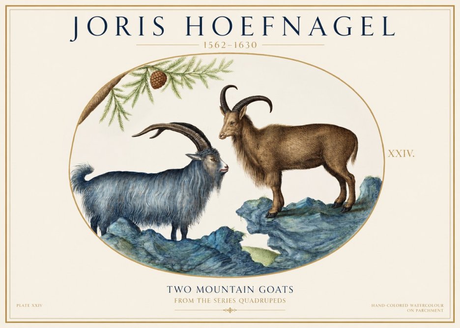 Joris Hoefnagel Two Mountain Goats from the Series Quadrupeds No1 - Juliste