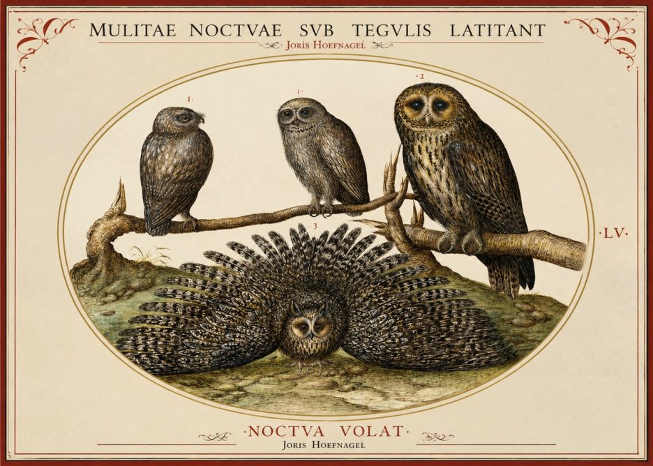 Joris Hoefnagel Noctva Volat No2 - Juliste