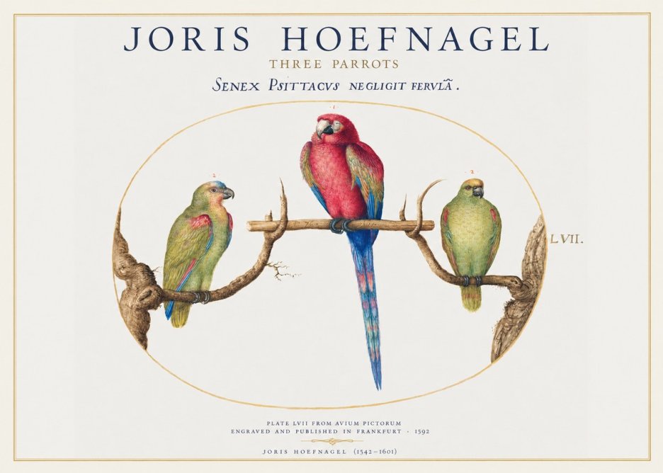 Joris Hoefnagel Three Parrots No1 - Juliste