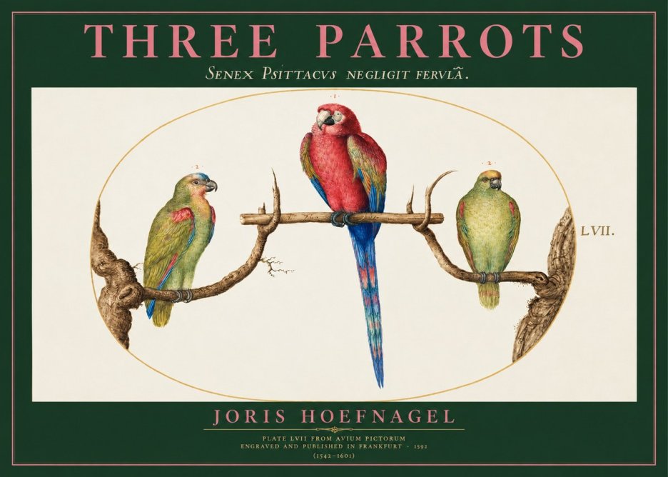 Joris Hoefnagel Three Parrots No2 - Juliste