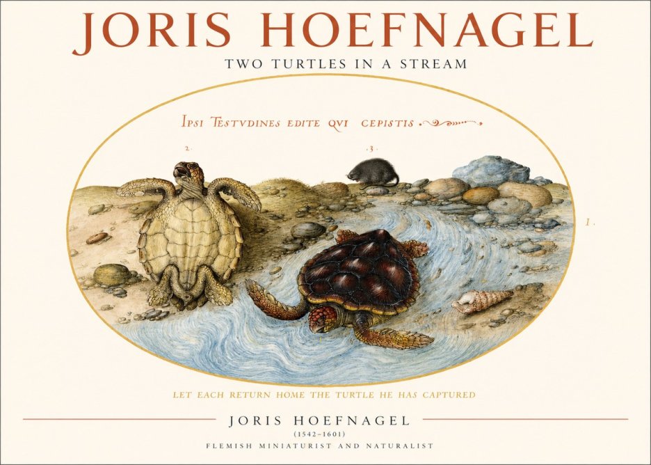 Joris Hoefnagel Two Turtles in a Stream No1 - Juliste