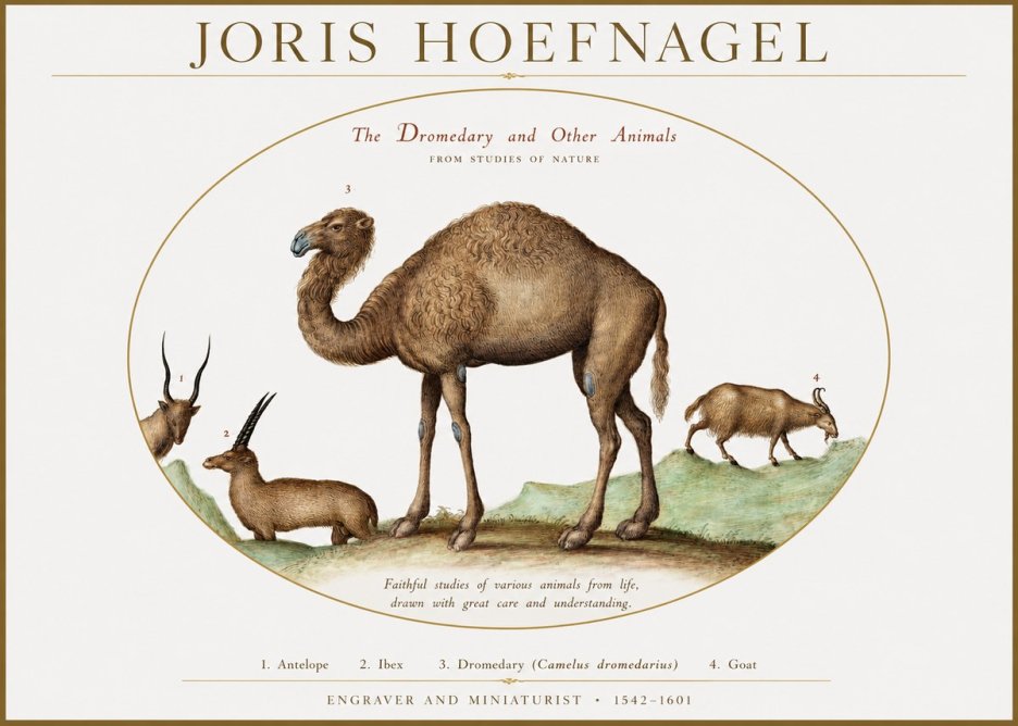 Joris Hoefnagel The Dromedary and Other Animals from Studies of Nature No1 - Juliste