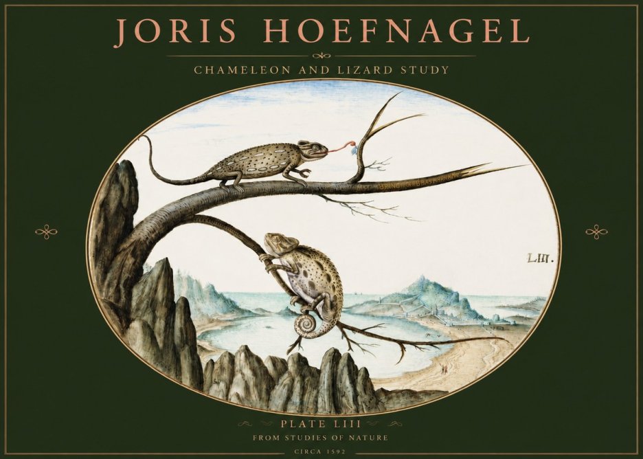 Joris Hoefnagel Chameleon and Lizard No3 - Juliste
