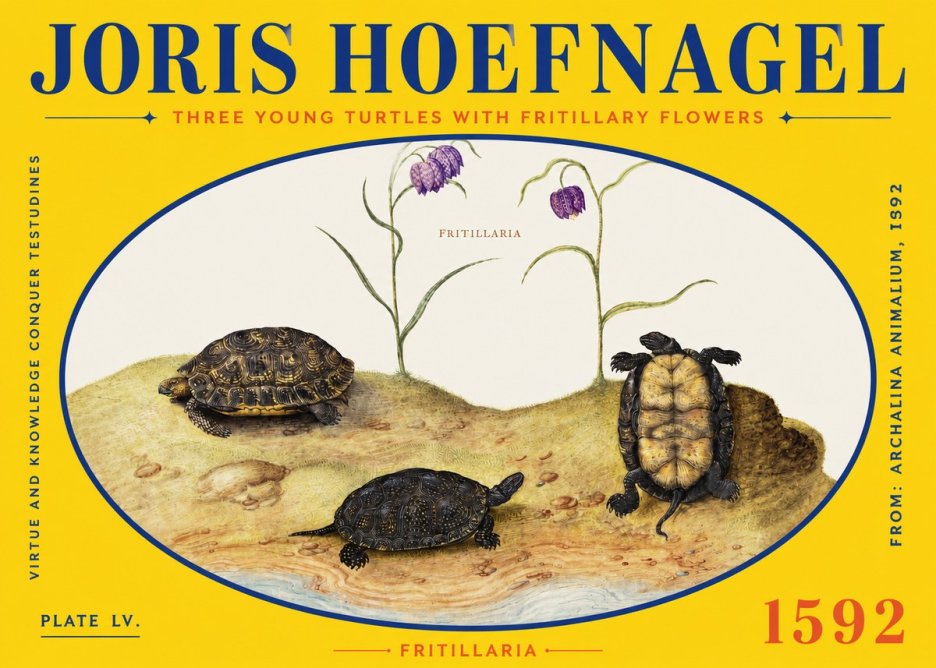 Joris Hoefnagel Three Young Turtles with Fritillary Flowers No2 - Juliste