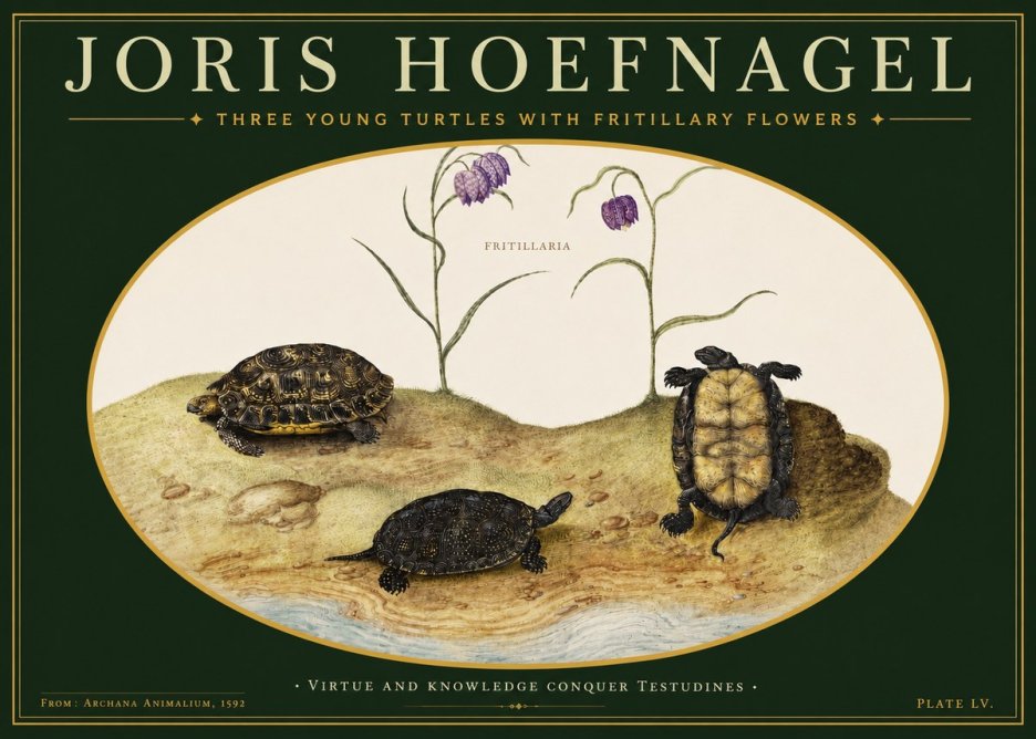 Joris Hoefnagel Three Young Turtles with Fritillary Flowers No3 - Juliste