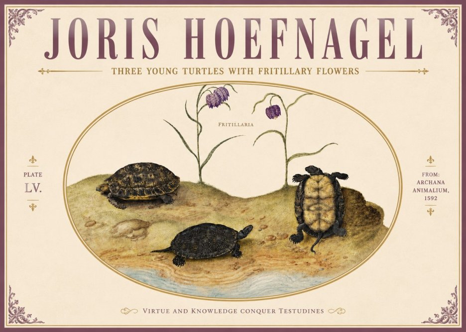 Joris Hoefnagel Three Young Turtles with Fritillary Flowers No5 - Juliste