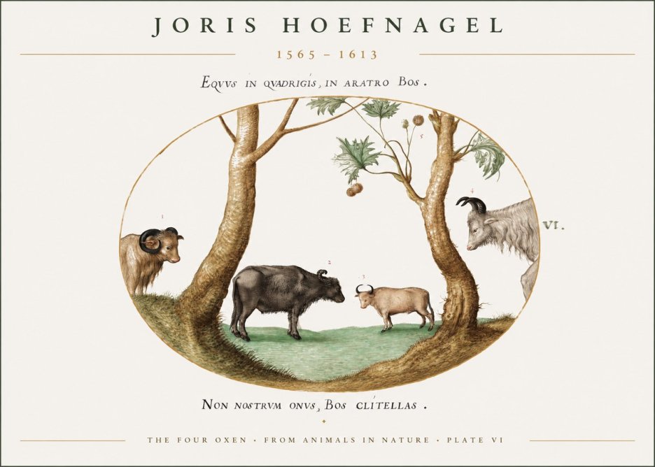 Joris Hoefnagel The Four Oxen No1 - Juliste