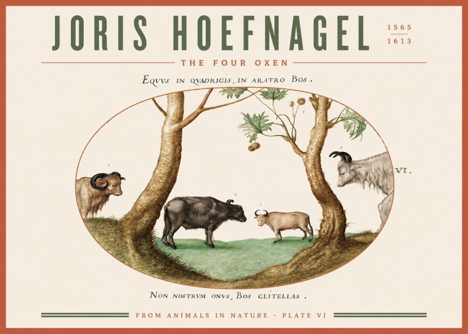 Joris Hoefnagel The Four Oxen No3 - Juliste