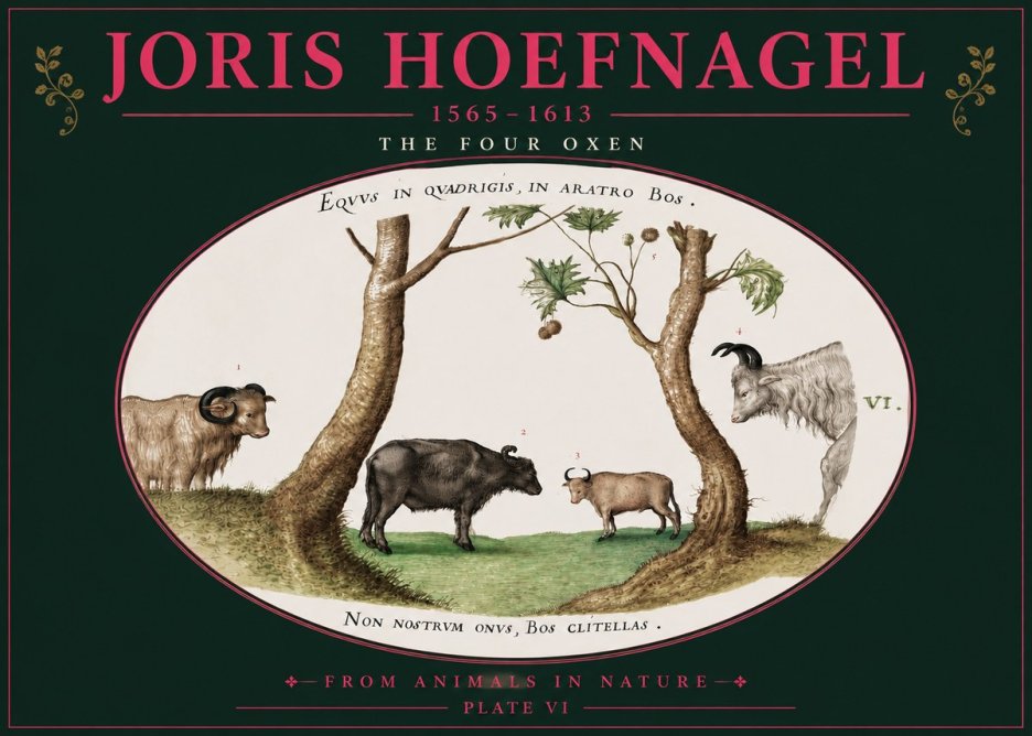 Joris Hoefnagel The Four Oxen No4 - Juliste