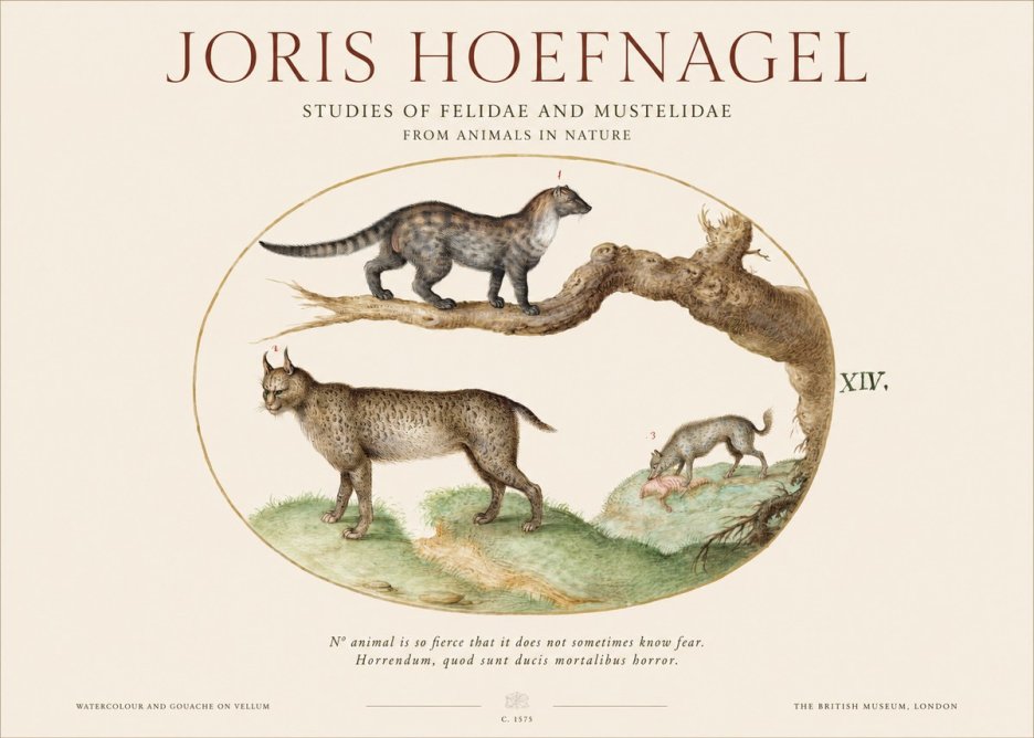 Joris Hoefnagel Wildlife Studies from Nature - Plate Xiv No6 - Juliste