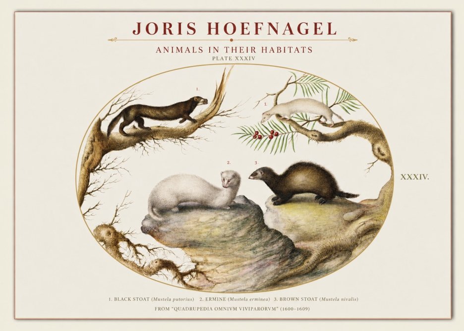 Joris Hoefnagel Animals in Their Habitats Plate Xxxiv No1 - Juliste