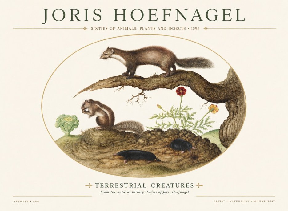 Joris Hoefnagel Terrestrial Creatures No1 - Juliste