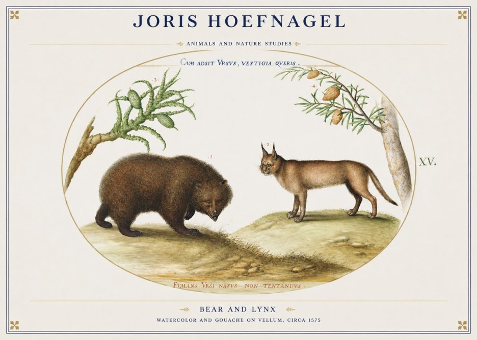 Joris Hoefnagel Bear and Lynx No1 - Juliste