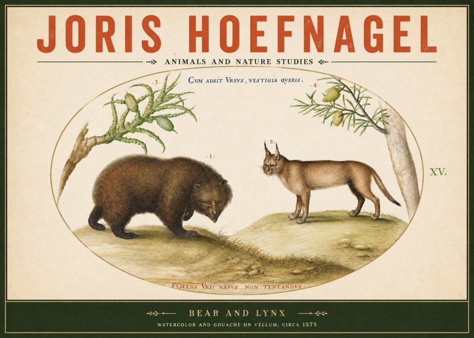Joris Hoefnagel Bear and Lynx No2 - Juliste