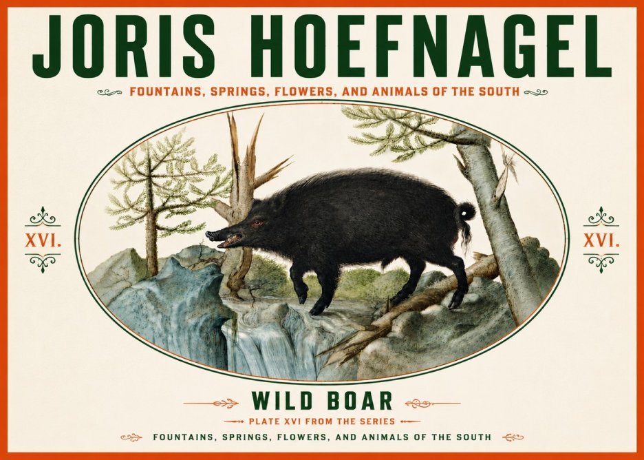 Joris Hoefnagel Fountains, Springs, Flowers, and Animals of the South - Plate Xvi No6 - Juliste