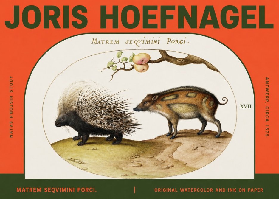 Joris Hoefnagel Matrem Seqvimini Porci. No2 - Juliste