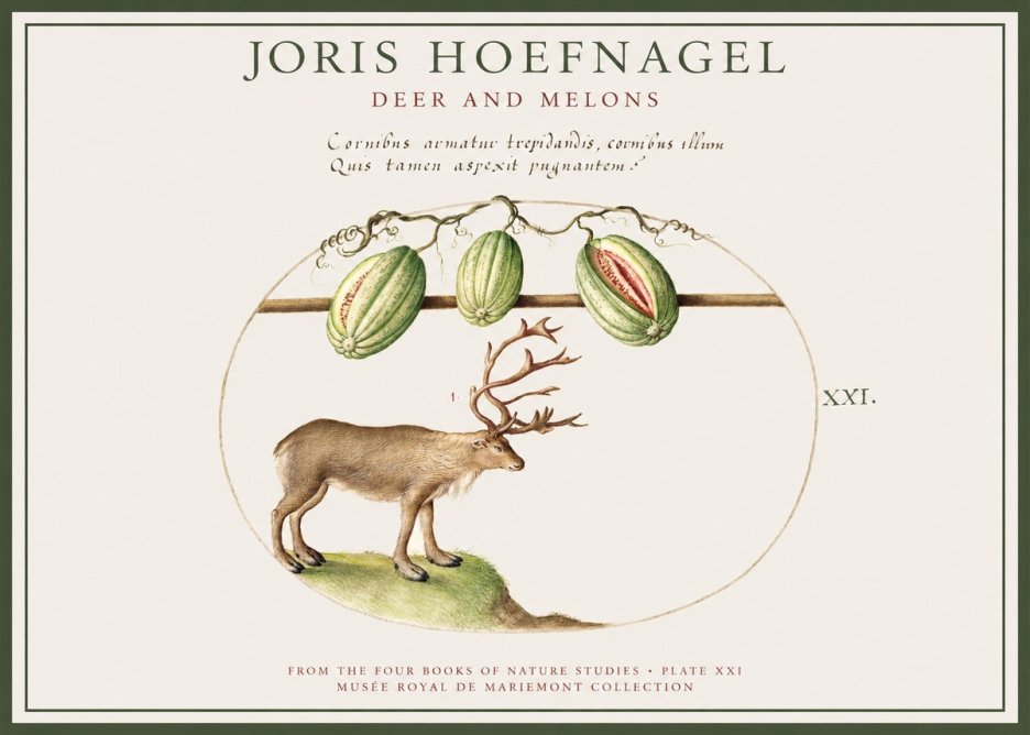 Joris Hoefnagel Arctic Nature Study No4 - Juliste