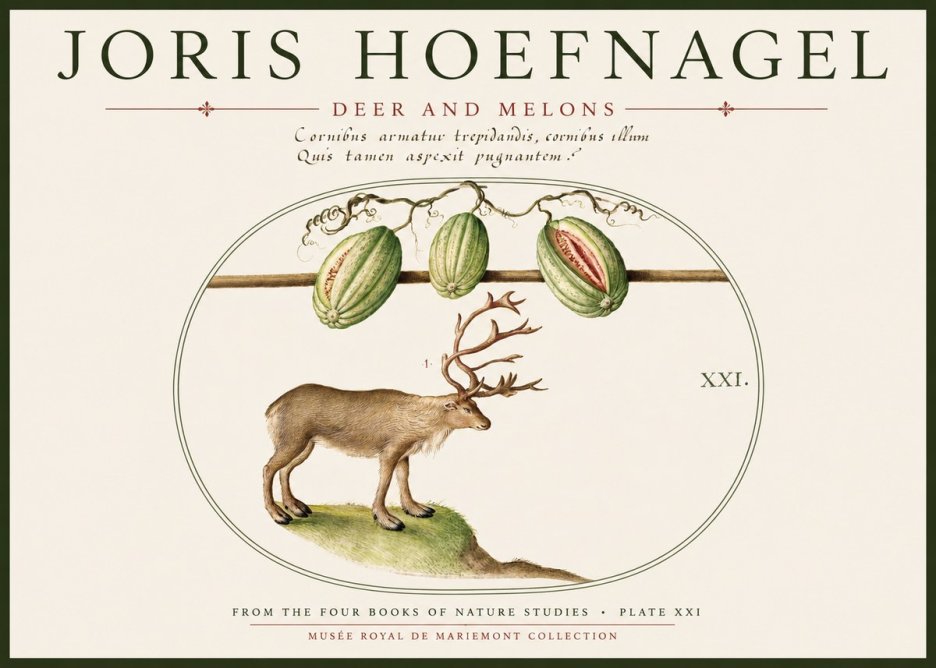 Joris Hoefnagel Arctic Nature Study No6 - Juliste