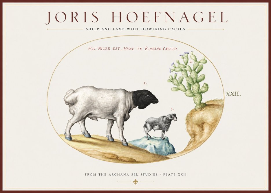 Joris Hoefnagel Sheep and Lamb with Flowering Cactus No1 - Juliste