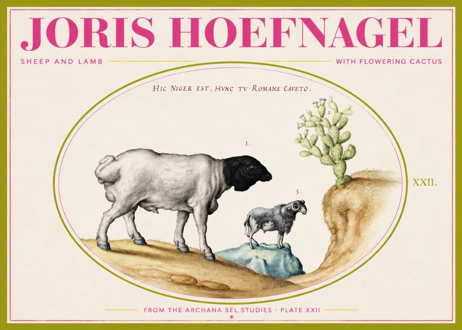 Joris Hoefnagel Sheep and Lamb with Flowering Cactus No2 - Juliste