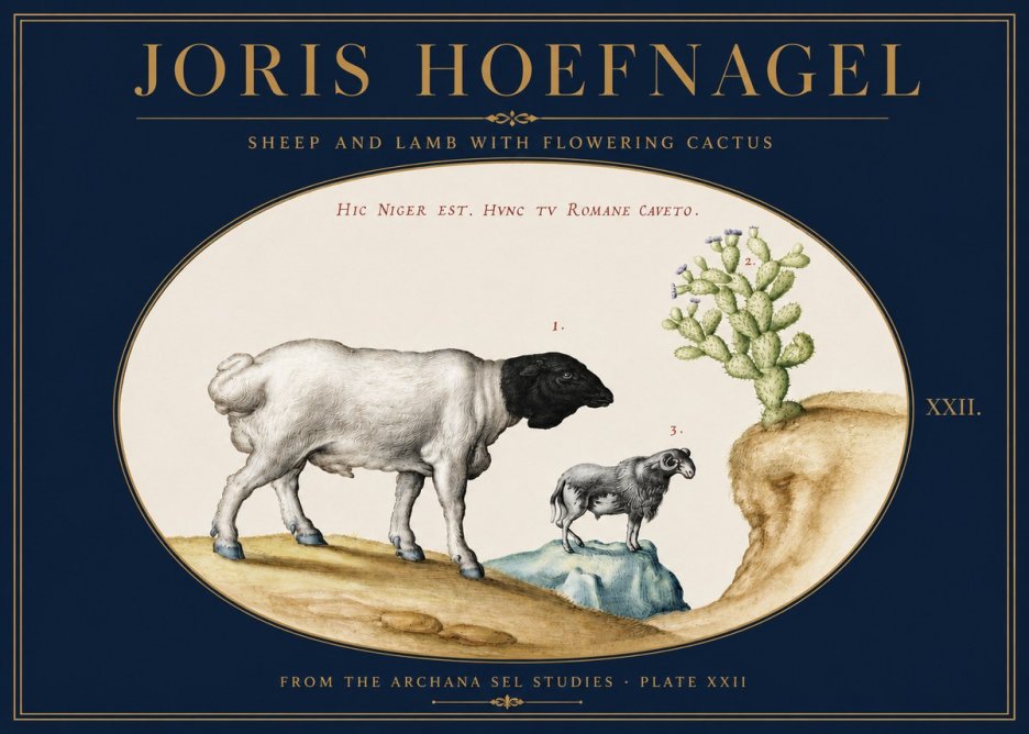 Joris Hoefnagel Sheep and Lamb with Flowering Cactus No3 - Juliste
