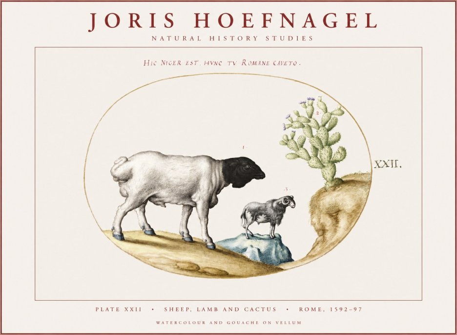 Joris Hoefnagel Sheep and Lamb with Flowering Cactus No4 - Juliste