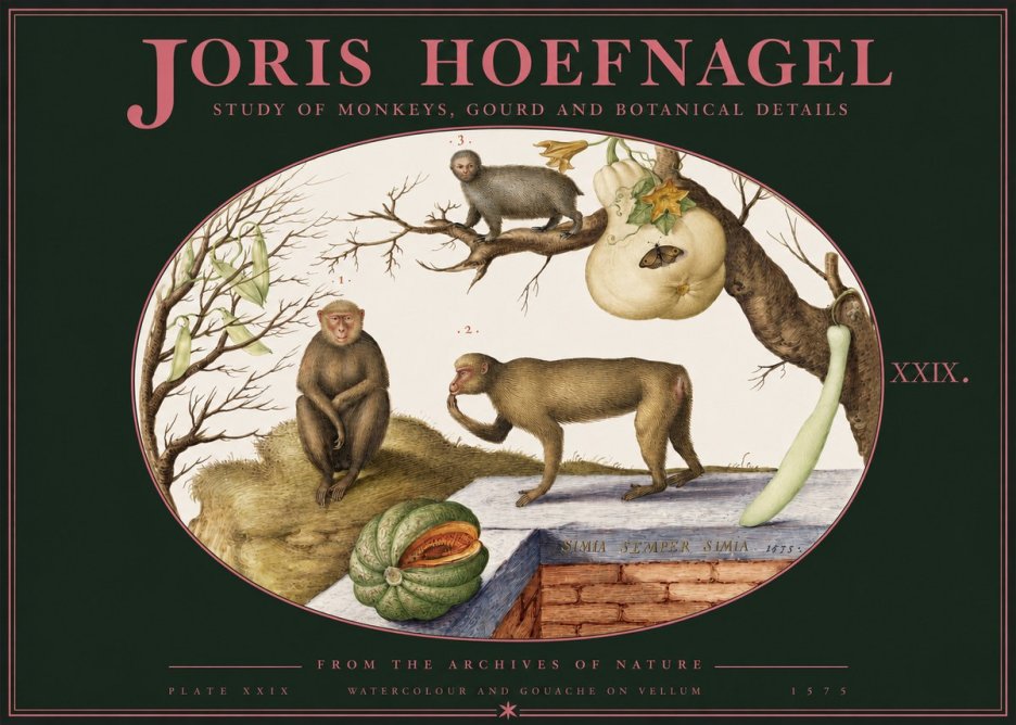Joris Hoefnagel But Always a Monkey, Always a Monkey. Plate Xxix No3 - Juliste