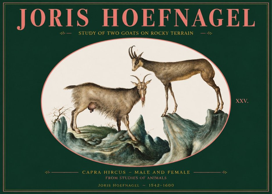 Joris Hoefnagel Study of Two Goats on Rocky Terrain No2 - Juliste