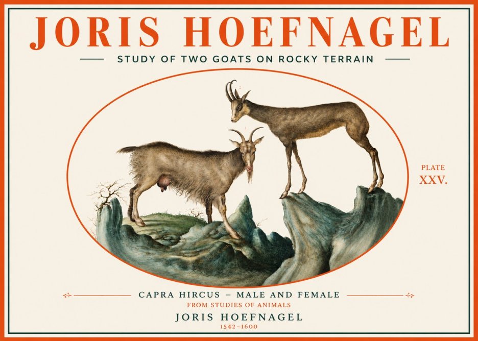 Joris Hoefnagel Study of Two Goats on Rocky Terrain No3 - Juliste