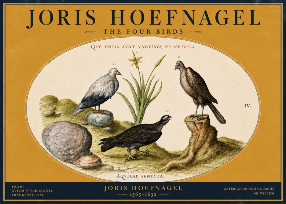 Joris Hoefnagel The Four Birds No4 - Juliste