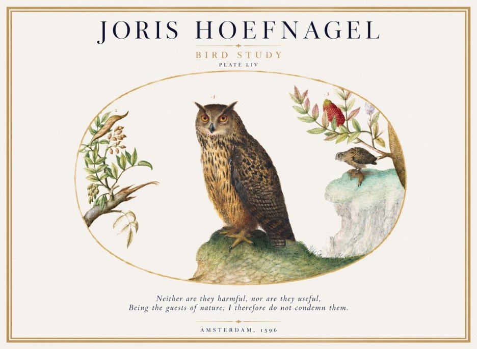 Joris Hoefnagel Bird Study Plate Liv No1 - Juliste