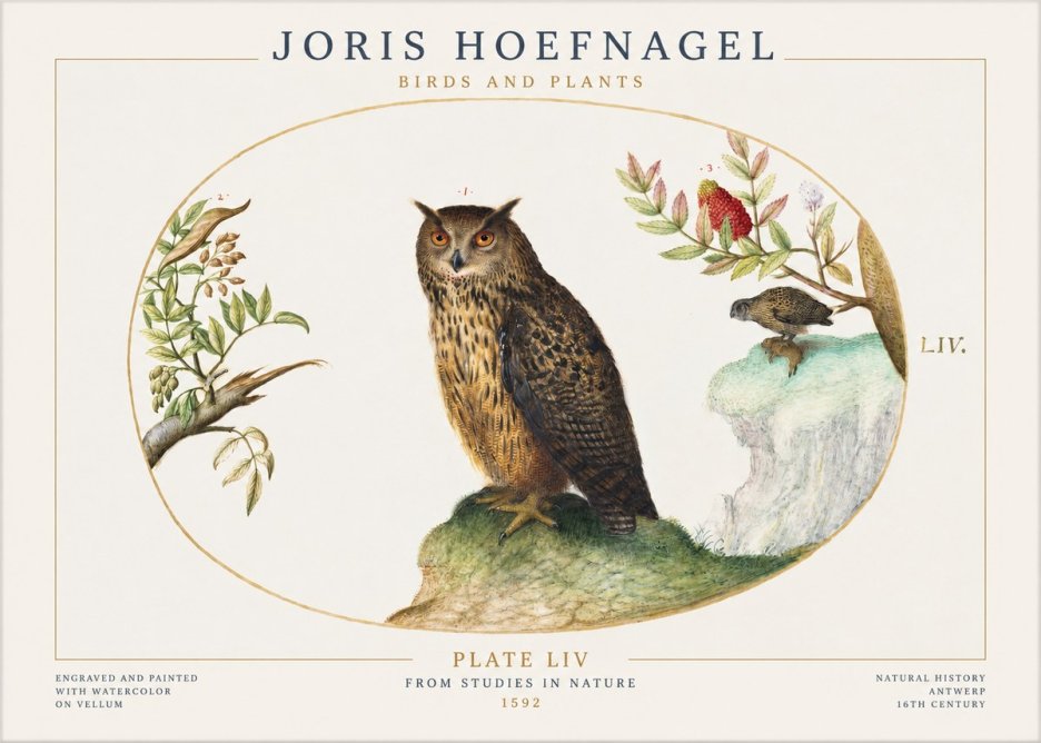 Joris Hoefnagel Bird Study Plate Liv No2 - Juliste