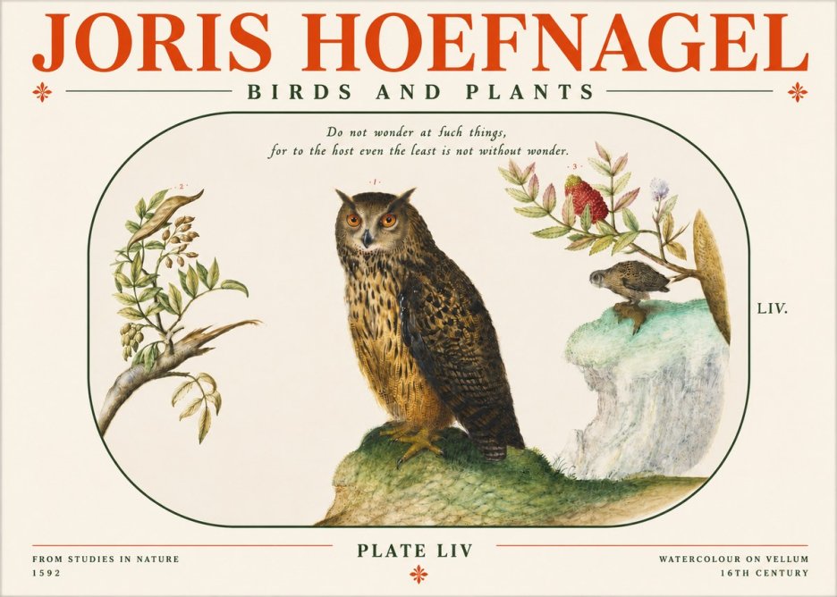 Joris Hoefnagel Bird Study Plate Liv No4 - Juliste